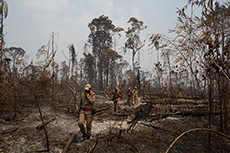 Basoa erreta. 2019. Víctor Moriyama. Artistak utzia.